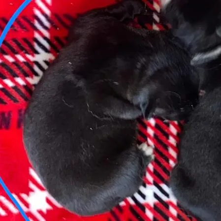 A baby small-sized female Black Mixed Breed dog named Lizzy for adoption in Midland, TX