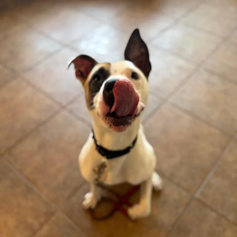 An adult medium-sized male White / Cream Pit Bull Terrier dog named Boots for adoption in Perkiomenville, PA