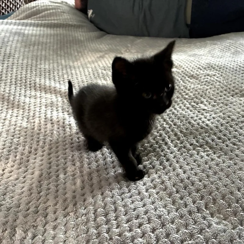 A baby small-sized female Black Domestic Medium Hair cat named Tiny Timmi for adoption in Livingston, TX