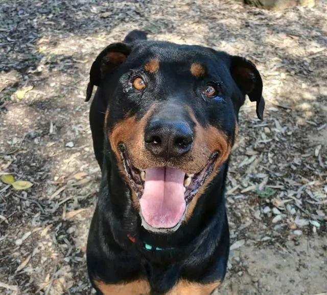 An adult large-sized male Rottweiler dog named Abu for adoption in Martinez, CA