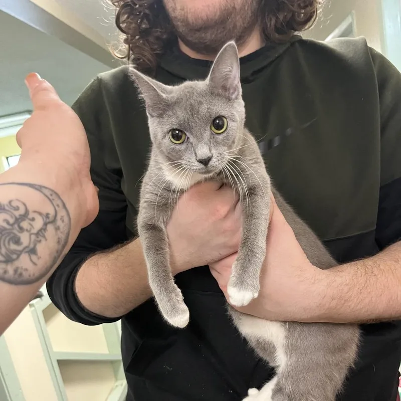 A young small-sized female Gray / Blue / Silver American Shorthair cat named Juvia for adoption in Melrose, FL