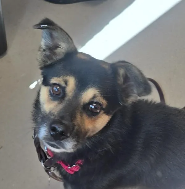 An adult medium-sized male Shepherd dog named Doubloon for adoption in El Cajon, CA