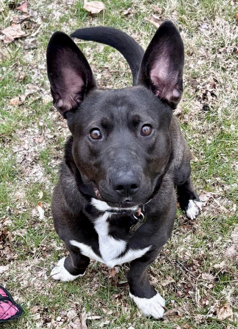 An adult medium-sized male Corgi dog named Bear Courtesy Listing for adoption in Westfield, NY