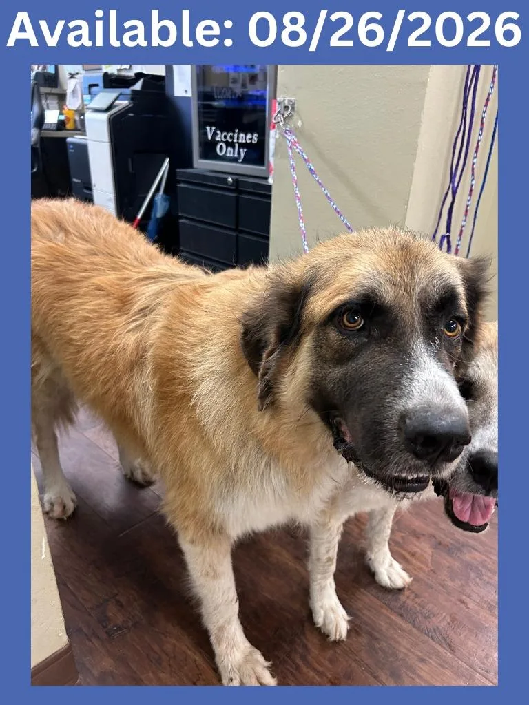 An adult extra large-sized male Anatolian Shepherd dog named Dog Kennel Brisco for adoption in Greenville, TX
