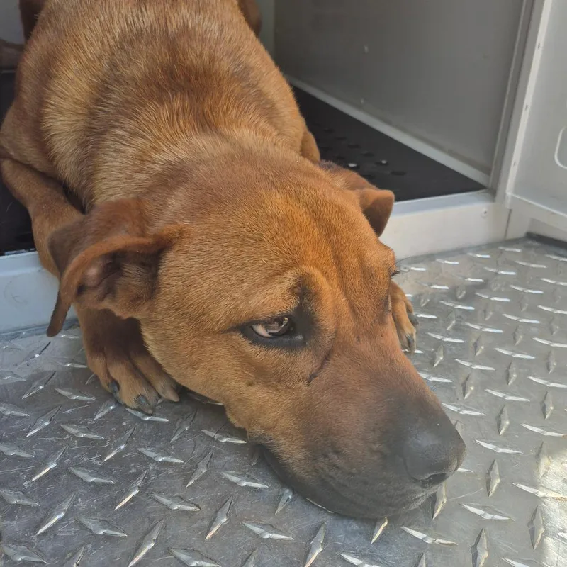 A young medium-sized male Brown / Chocolate Mixed Breed dog named Strayhugginsstreet for adoption in Columbus, GA