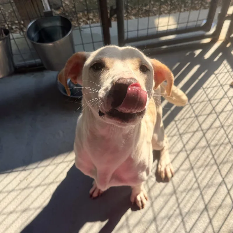 An adult medium-sized male White / Cream Mixed Breed dog named Dusty for adoption in Blairsville, GA