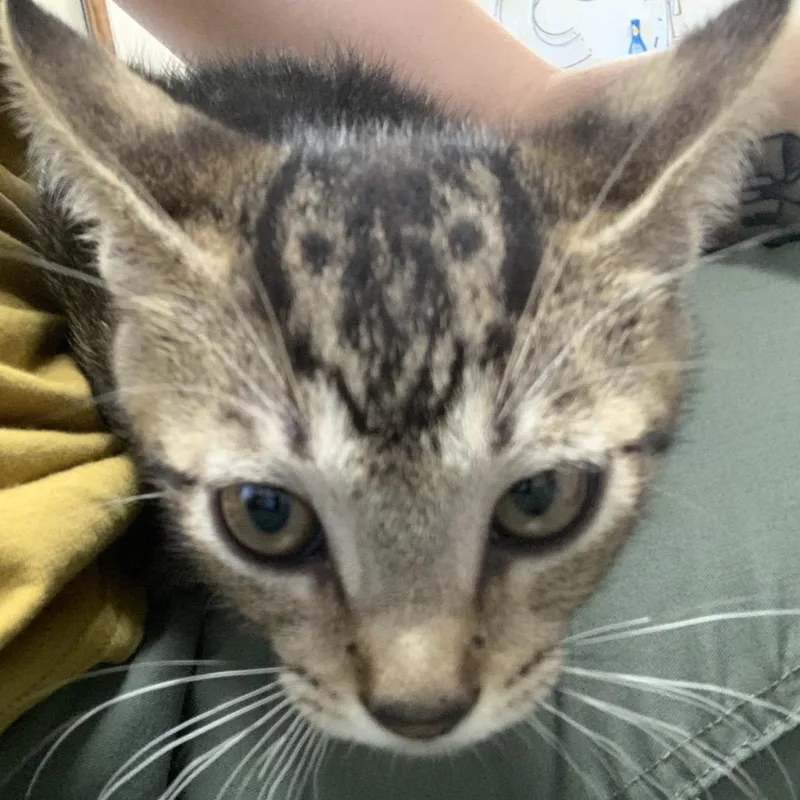 A baby small-sized male Gray / Blue / Silver Domestic Short Hair cat named Dooby for adoption in Hattiesburg, MS