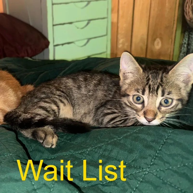 A baby small-sized male Brown / Chocolate American Shorthair cat named Morty for adoption in Livingston, TX