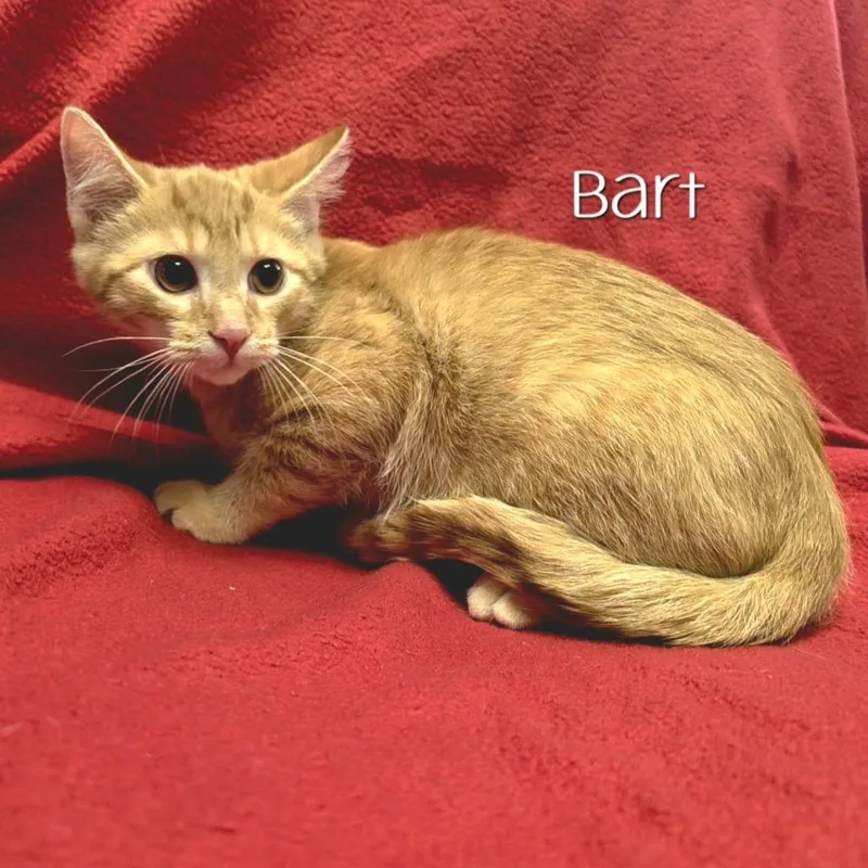 Bart