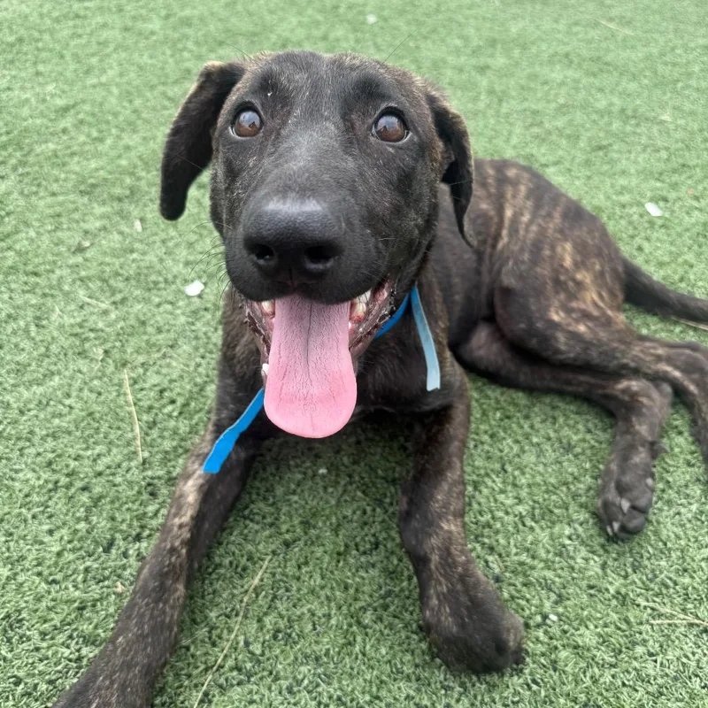 A young medium-sized male Brindle Mixed Breed dog named Bent for adoption in Memphis, TN