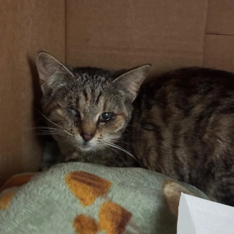 A young small-sized female Brown / Chocolate Domestic Short Hair cat named Tallulah for adoption in Lynchburg, VA
