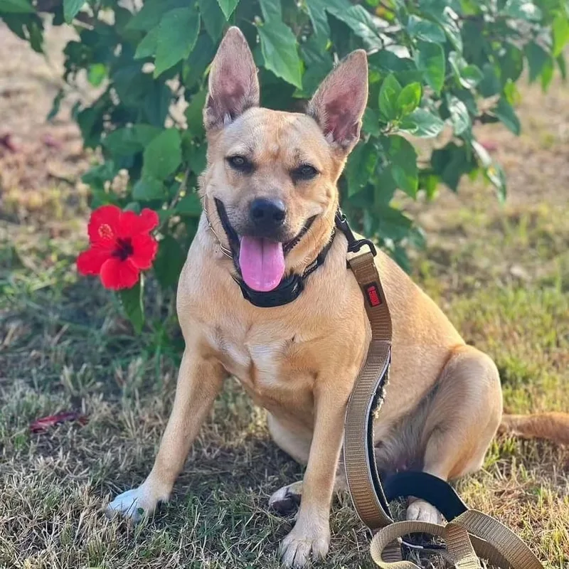 Yellow "let's Love." thumbnail 2