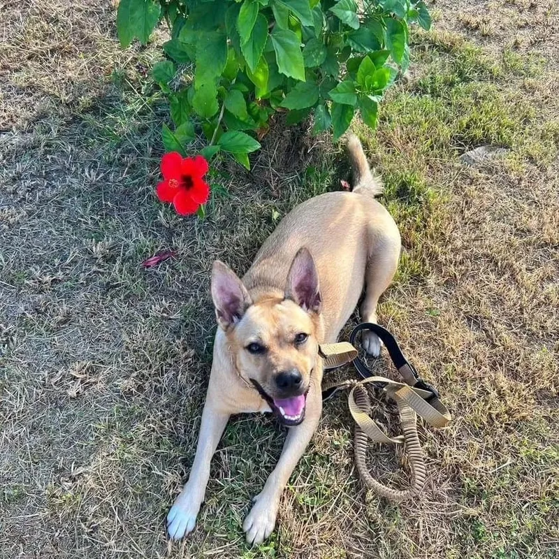 Yellow "let's Love." thumbnail 3