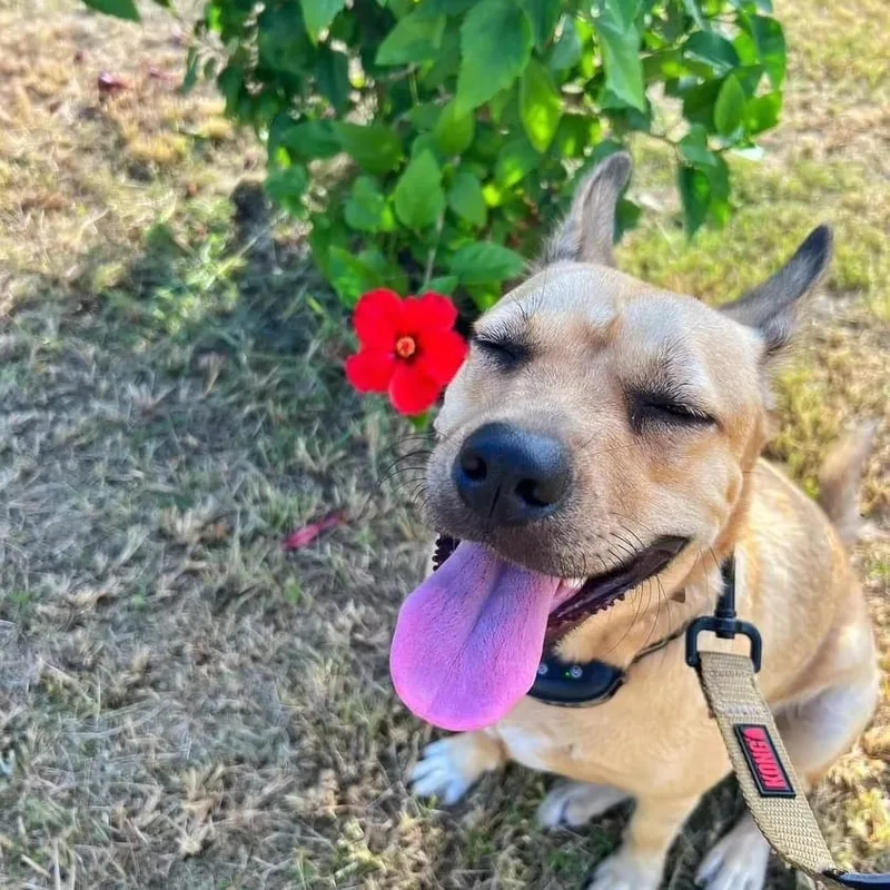 Yellow "let's Love." thumbnail 4