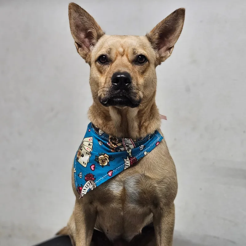 Yellow "let's Love."