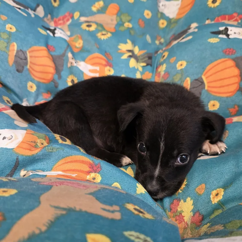 A baby medium-sized male Black Mixed Breed dog named Gelato for adoption in Greensboro, NC