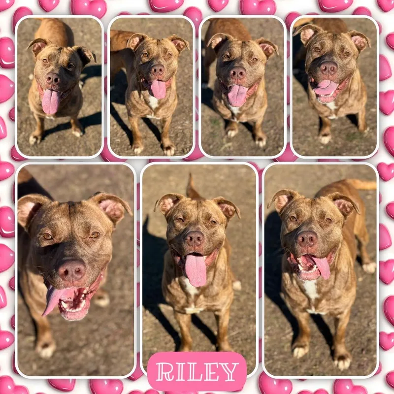 An adult large-sized female Pit Bull Terrier dog named Riley for adoption in Fort Smith, AR