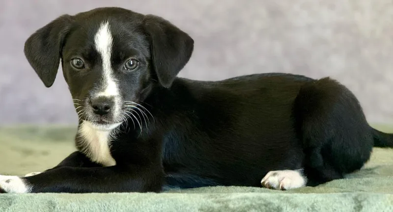 A baby large-sized male Great Pyrenees dog named Dos for adoption in Warren, MI