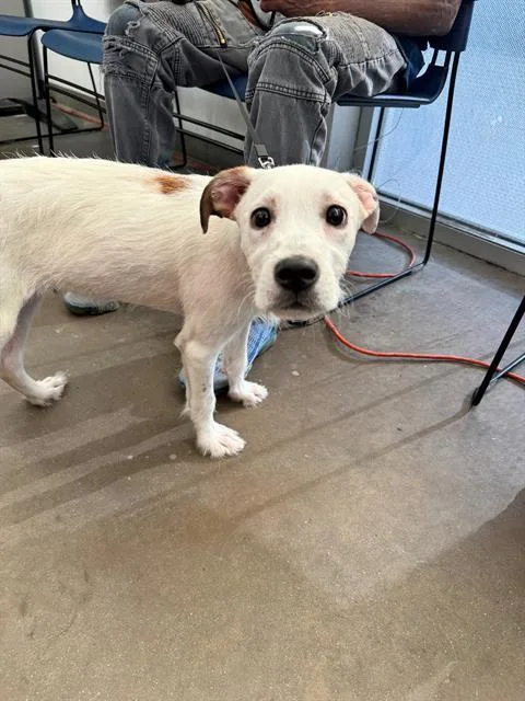 A young medium-sized male Mixed Breed dog named Nemo for adoption in Dallas, TX