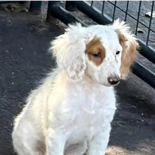 A baby medium-sized female White / Cream Goldendoodle dog named Zira for adoption in Santa Rosa, CA