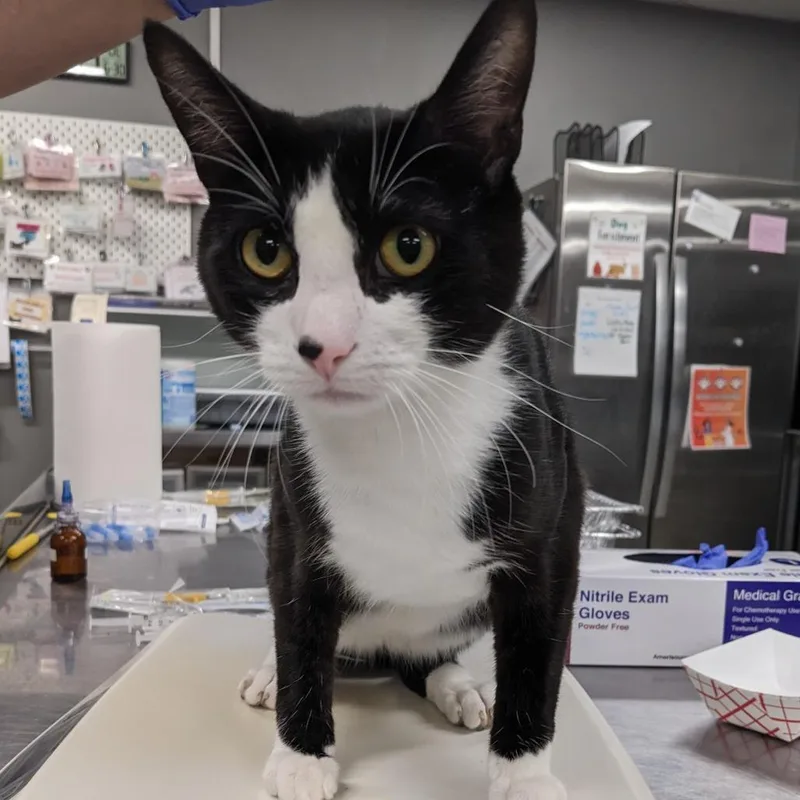 A young medium-sized male Black Domestic Short Hair cat named Ferdi for adoption in Salt Lake City, UT