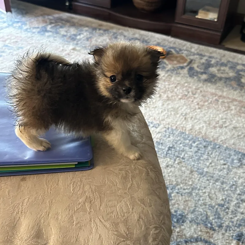 A baby small-sized male Brown / Chocolate Pomeranian dog named Asher for adoption in Clinton Twp, MI