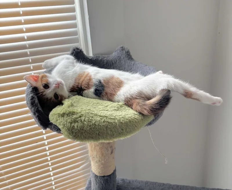 A baby small-sized female Calico cat named Sunflower for adoption in Greensburg, PA