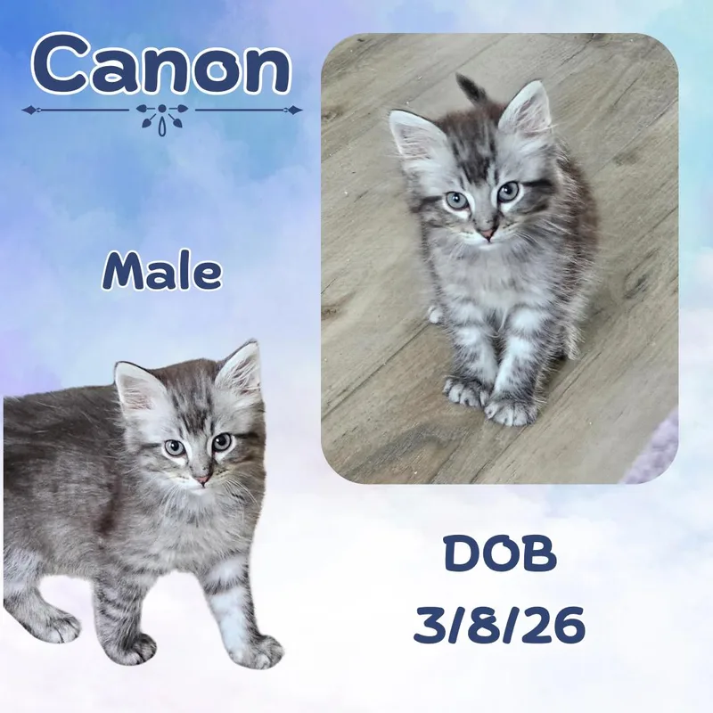 A baby medium-sized male Tabby (Gray / Blue / Silver) Domestic Medium Hair cat named Canon for adoption in Caldwell, TX