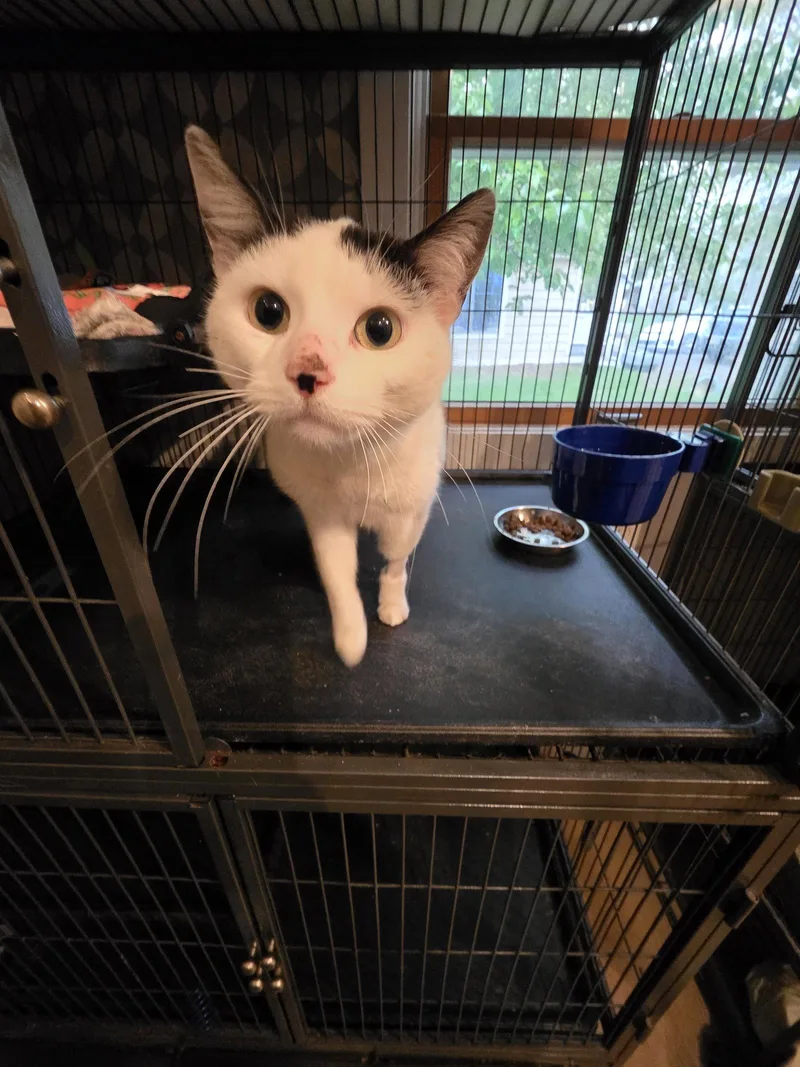 A young medium-sized female Black & White / Tuxedo Domestic Short Hair cat named Mynxie for adoption in Trenton, NJ