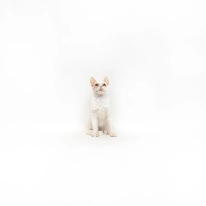 A baby small-sized male White Domestic Short Hair cat named Korin for adoption in Playa Vista, CA