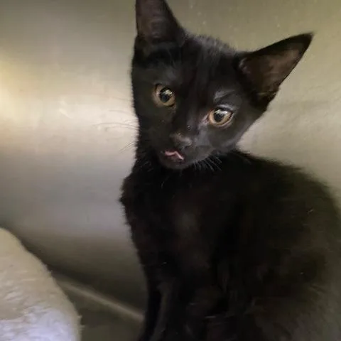 A baby small-sized female Black Domestic Short Hair cat named Great White for adoption in Dayton, OH