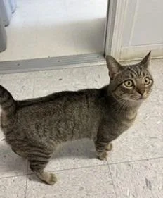 A young medium-sized male Domestic Short Hair cat named Slugger for adoption in Sandusky, OH