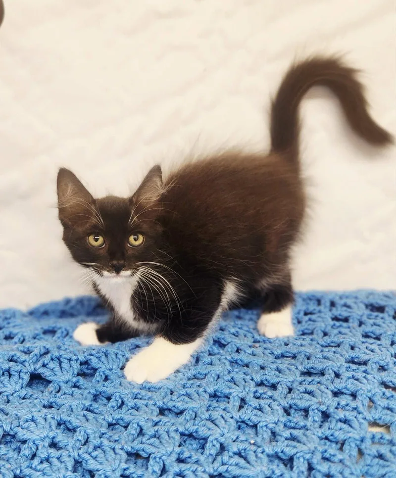 A baby medium-sized female Black & White / Tuxedo Domestic Medium Hair cat named Jazz for adoption in Social Circle, GA
