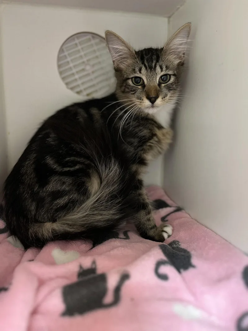 A young medium-sized male Domestic Short Hair cat named Teddy for adoption in Hilton Head Island, SC