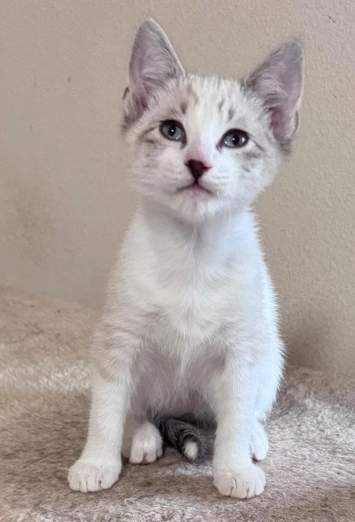 A baby medium-sized female Siamese cat named Marcella for adoption in Battle Ground, WA