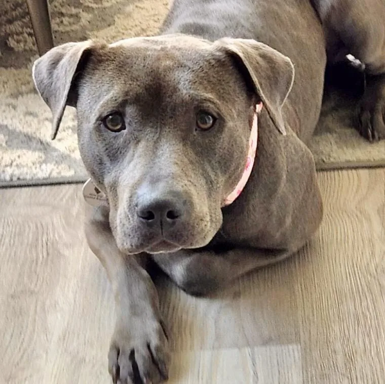An adult medium-sized female Gray / Blue / Silver Pit Bull Terrier dog named Rosey for adoption in Mead, CO