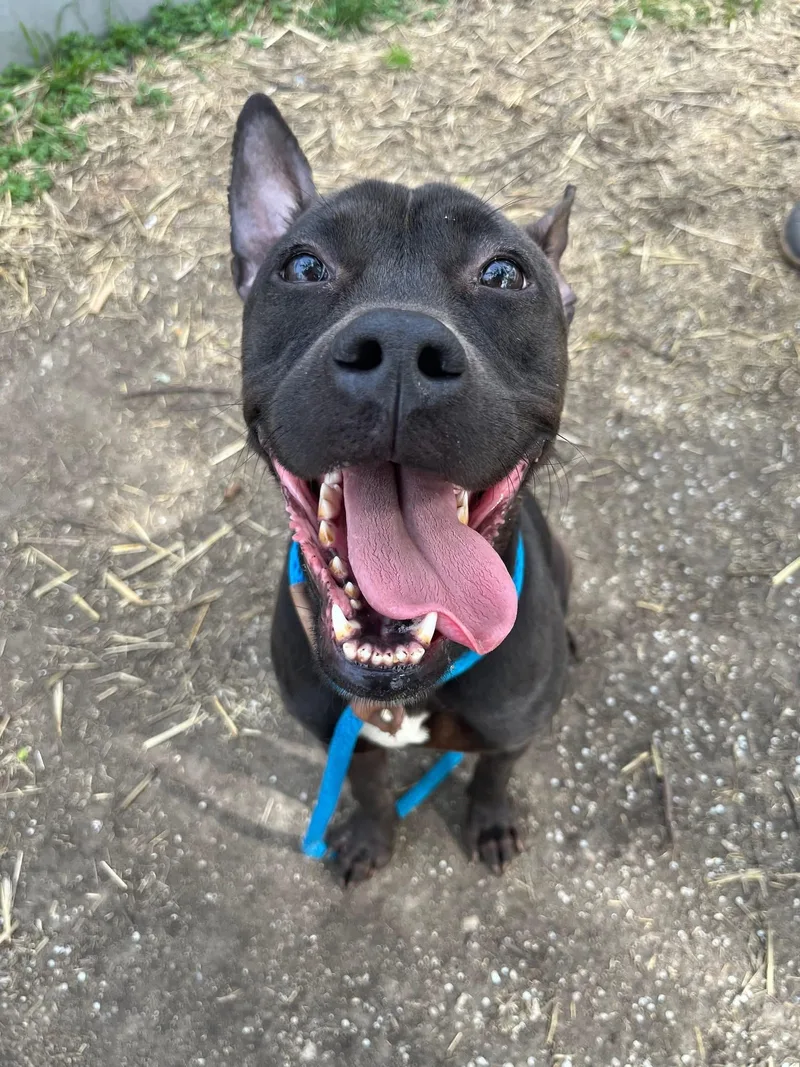 An adult medium-sized female Black Pit Bull Terrier dog named Freta for adoption in Chicago, IL