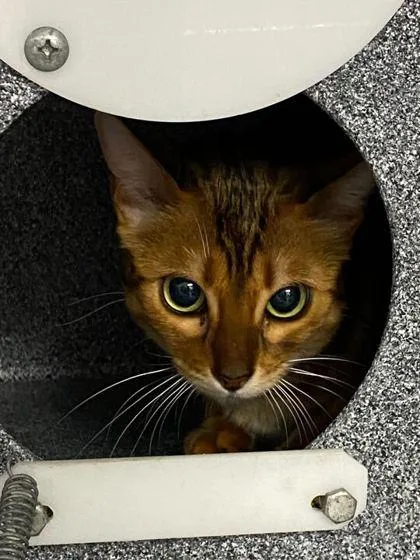 An adult small-sized female Bengal cat named Summer for adoption in Daytona Beach, FL