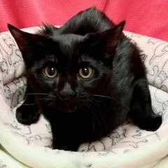 A baby medium-sized male Black Domestic Short Hair cat named Jelly Fish for adoption in Green Valley, AZ