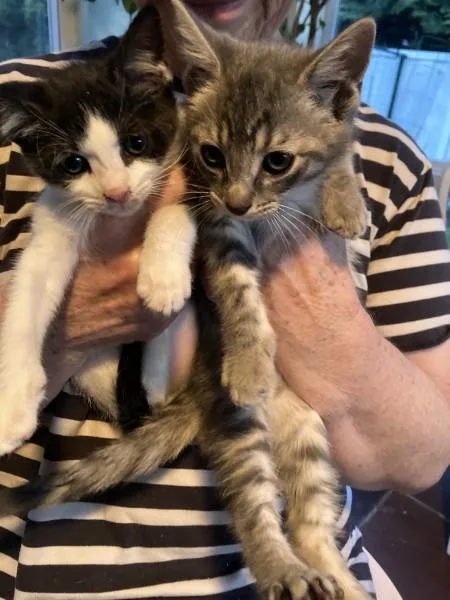 A baby medium-sized female Gray / Blue / Silver Domestic Short Hair cat named Pebbles for adoption in Berkeley Heights, NJ