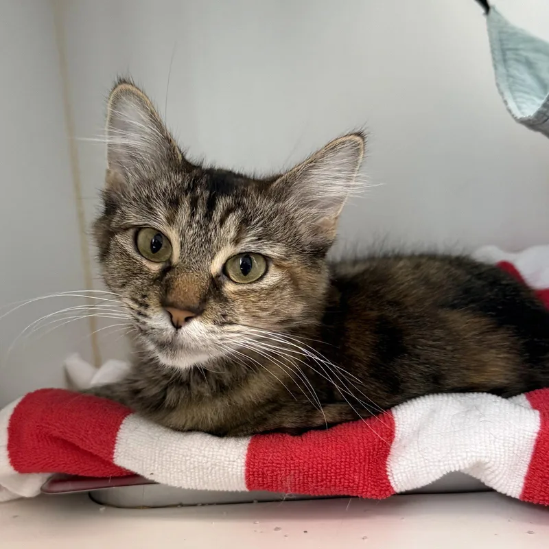 A young medium-sized female Domestic Short Hair cat named Esme for adoption in Oakland, CA