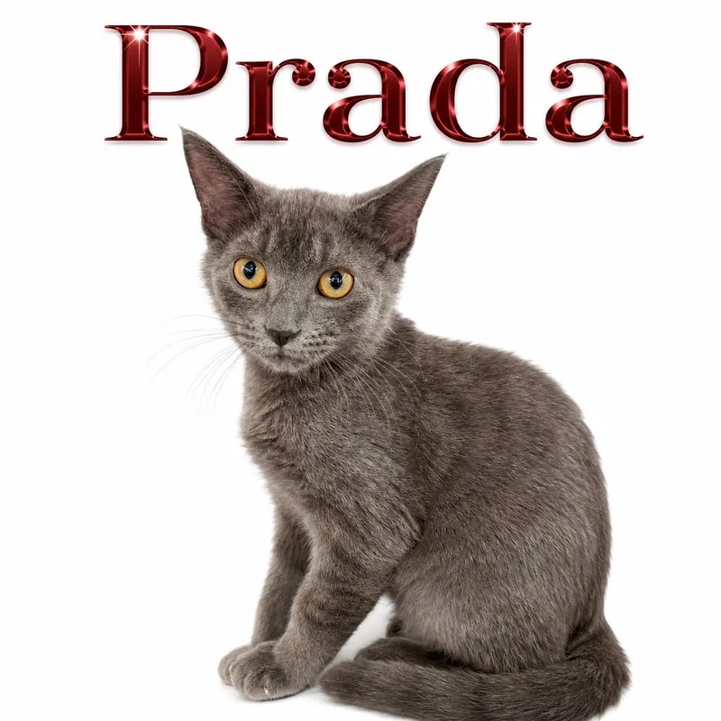PradaDC thumbnail 2