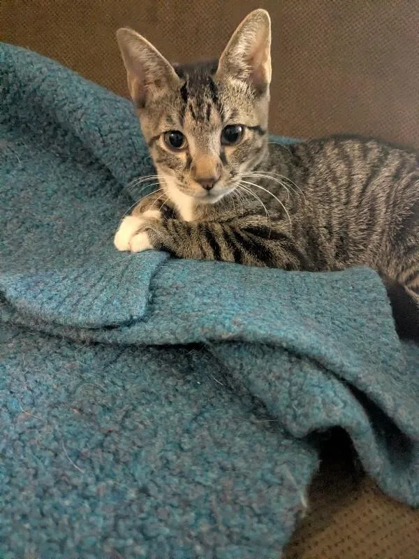 A young medium-sized female Domestic Short Hair cat named Wren for adoption in Fort Collins, CO