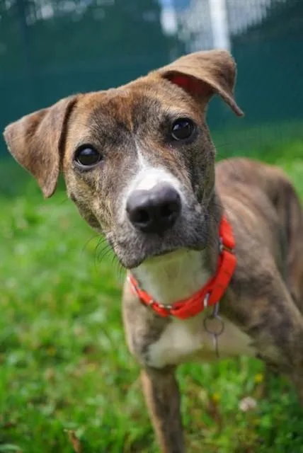 A young small-sized female Pit Bull Terrier dog named Squeakers for adoption in Springfield, MA