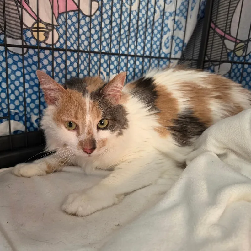 Miss Phoenix  Chino thumbnail 2