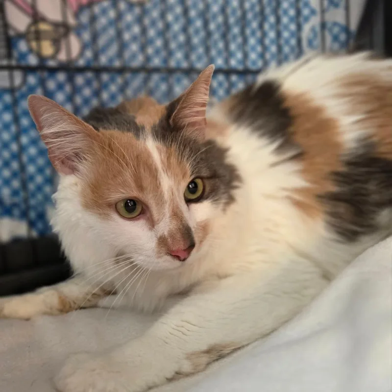 Miss Phoenix  Chino thumbnail 3