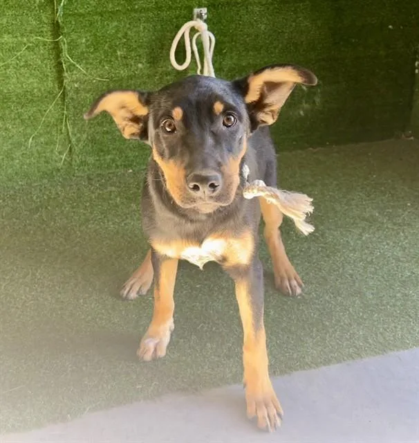 A baby small-sized male Belgian Shepherd / Malinois dog named A for adoption in Lancaster, CA