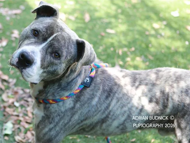 A young large-sized male Brown / Chocolate Mixed Breed dog named Hopscotch for adoption in Nashville, TN