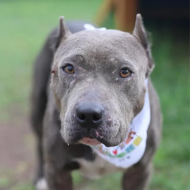 An adult medium-sized female American Staffordshire Terrier dog named Xenia for adoption in San Antonio, TX