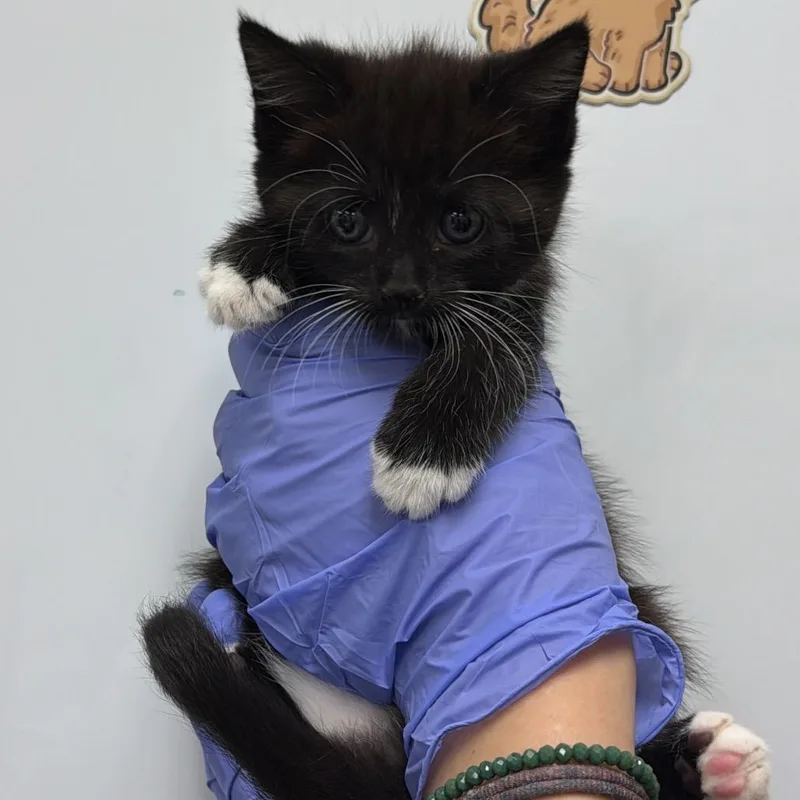 A baby small-sized female Black Domestic Short Hair cat named Wednesday for adoption in Chattanooga, TN